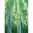 Photo3: Kyoto Noren MS Japanese door curtain Shirakaba White birch green 85 x 150cm (3)