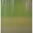 Photo4: Kyoto Noren MS Japanese door curtain Fuji Wisteria green 85 x 150cm (4)