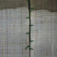 Photo8: Noren Mitsuru Japanese linen door curtain kusakizome wisteria flower 88 x 150cm