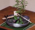 Photo1: Shigaraki pottery Japanese vase flower arrangement Ikebana tsukubai kamahen H5cm (1)