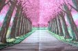 Photo3: Noren CSMO Japanese door curtain Sakura Allee pink 85 x 170cm (3)