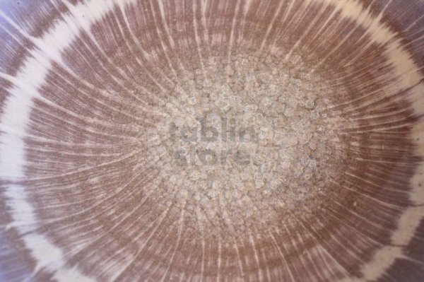 Photo4: Hagi ware Japanese Serving plate Brilliance W275mm