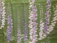 Photo8: Noren Japanese Curtain Doorway NM fuji wisteria green 85 x 150cm