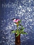Photo3: Kyoto tapestry SB Japanese batik moon single‐flower vase bluish purple 19 x120cm (3)
