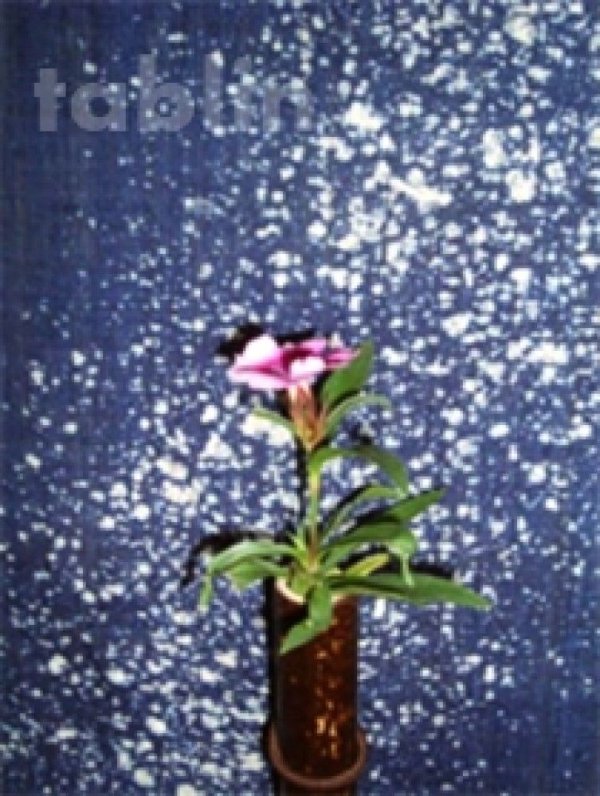 Photo3: Kyoto tapestry SB Japanese batik moon single‐flower vase bluish purple 19 x120cm