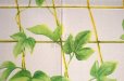 Photo8: Kyoto Noren MS Japanese door curtain Asagao Morning glory green 85 x 150cm