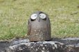 Photo1: Shigaraki pottery Japanese doll lucky owl hai gray H120mm (1)