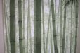 Photo6: Noren CSMO Japanese door curtain bamboo green 85 x 170cm