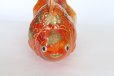 Photo6: Japanese Goldfish Statue Figurine Kutani Porcelain red sai W16cm