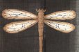 Photo5: Noren Mitsuru Japanese linen door curtain Kakishibu dragonfly 88 x 150cm
