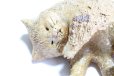 Photo8: sleep cat goro neko Shigaraki pottery Japanese doll L W15.5cm