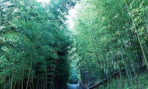 Other Images3: Japanese Chasen Bamboo Whisk Tsuneho 64 tip Yasaburo Tanimura of Suikaen