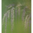 Photo3: Kyoto Noren MS Japanese door curtain Fuji Wisteria green 85 x 150cm (3)