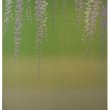 Photo4: Kyoto Noren MS Japanese door curtain Fuji Wisteria green 85 x 150cm (4)