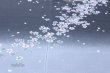 Photo5: Noren CSMO Japanese door curtain Sakura with moonlight gray 85 x 150cm (5)