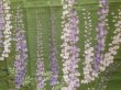 Photo8: Noren Japanese Curtain Doorway NM fuji wisteria green 85 x 150cm (8)