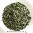 Photo1: Natural farming Premium Sencha Japanese green tea Watarai Ise 100g (1)