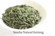 Photo2: Natural farming Premium Sencha Japanese green tea Watarai Ise 100g (2)