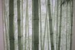Photo6: Noren CSMO Japanese door curtain bamboo green 85 x 170cm (6)