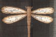 Photo5: Noren Mitsuru Japanese linen door curtain Kakishibu dragonfly 88 x 150cm (5)